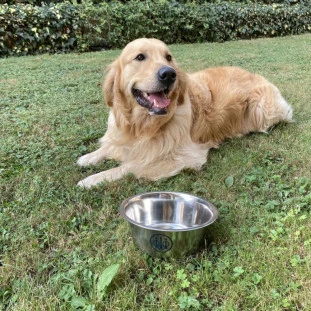 Tigela para Cães Beretta